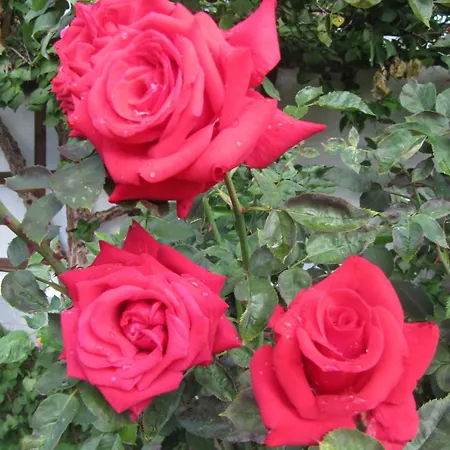 Гостевой дом Haus Katharina 3*