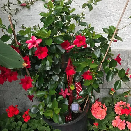 Haus Katharina Maison d'hôtes Wagrain